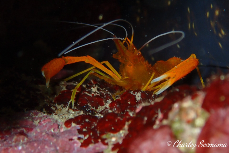 photographie sous marine © Charley Scemama