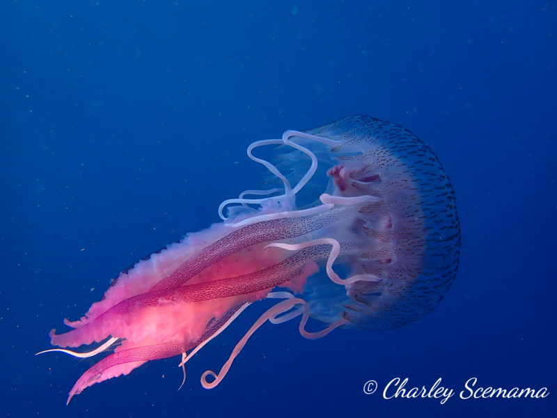 photographie sous marine © Charley Scemama