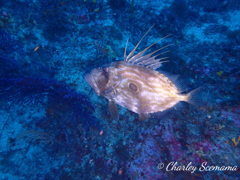 photographie sous marine © Charley Scemama