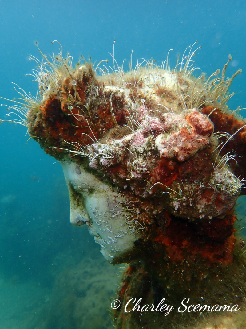 photographie sous marine © Charley Scemama