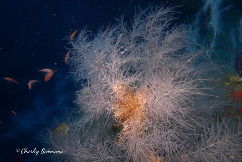 photographie sous marine © Charley Scemama
