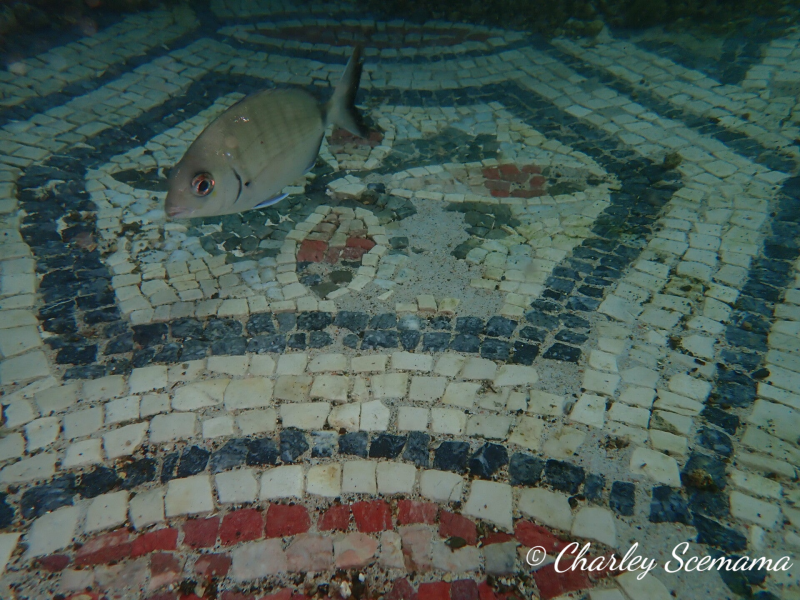 photographie sous marine © Charley Scemama