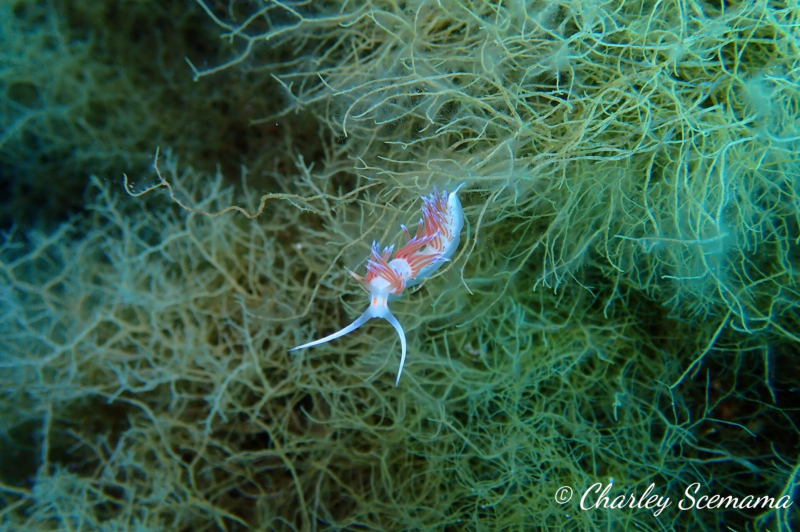 photographie sous marine © Charley Scemama
