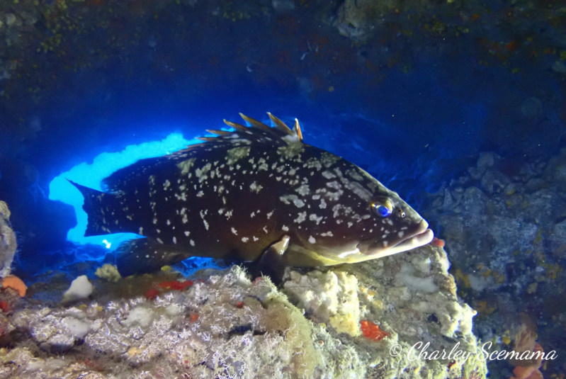 photographie sous marine © Charley Scemama