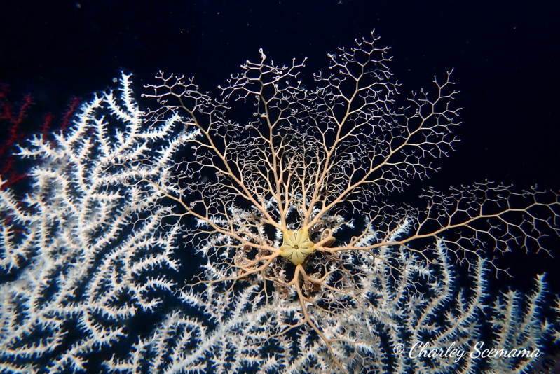 photographie sous marine © Charley Scemama