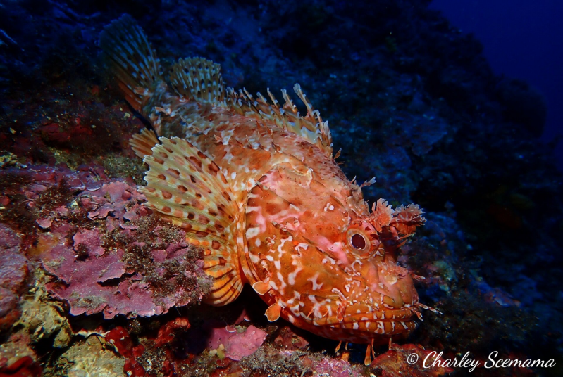 photographie sous marine © Charley Scemama