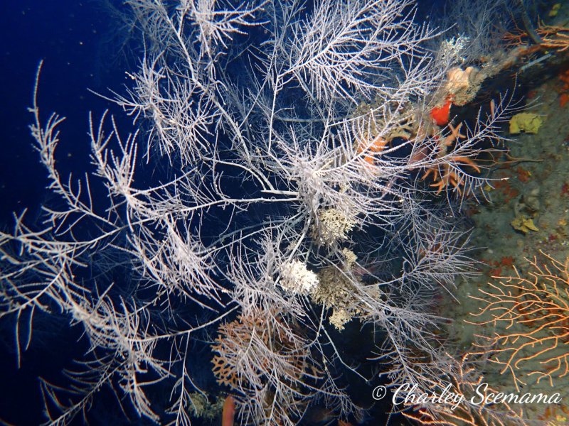 photographie sous marine © Charley Scemama