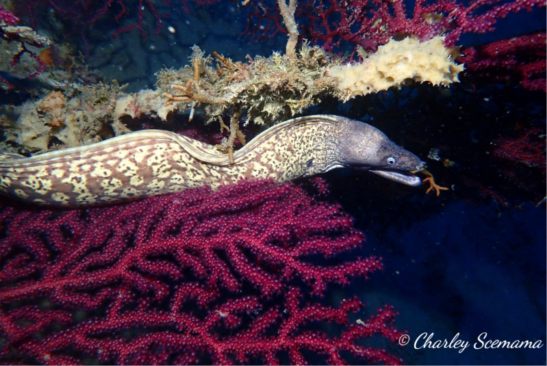 photographie sous marine © Charley Scemama