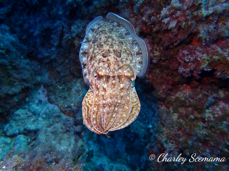 photographie sous marine © Charley Scemama
