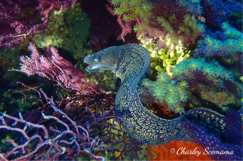 photographie sous marine © Charley Scemama