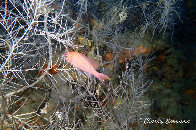 photographie sous marine © Charley Scemama