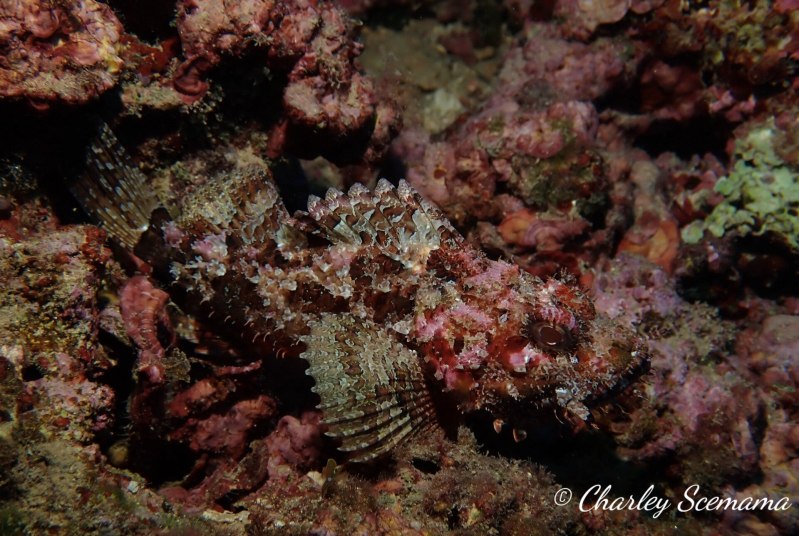 photographie sous marine © Charley Scemama