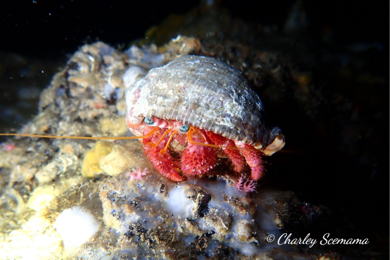 photographie sous marine © Charley Scemama