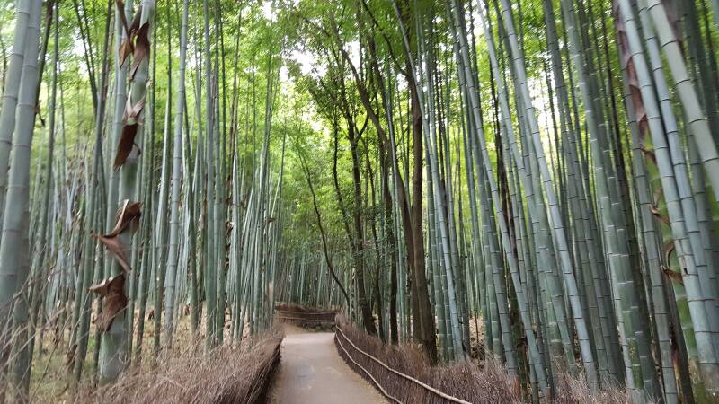 Bambuswald Arashiyama  | www.japan-tours.de