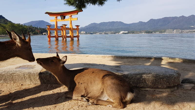 Miyajima Tori   | www.japan-traumreisen.de