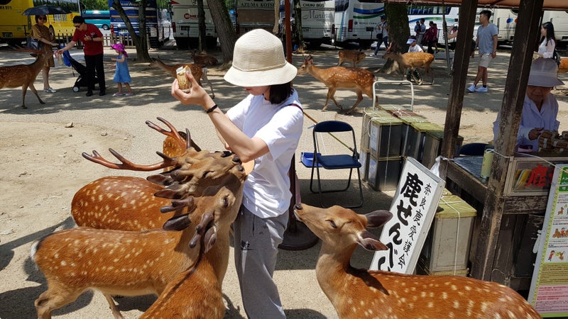 Hirschpark Nara  | www.japan-traumreisen.de