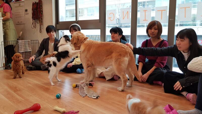 Hunde-Cafe Tokyo | www.japan-traumreisen.de