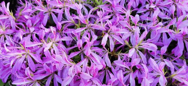 Blütezeit in Japan | www.japan-traumreisen.de