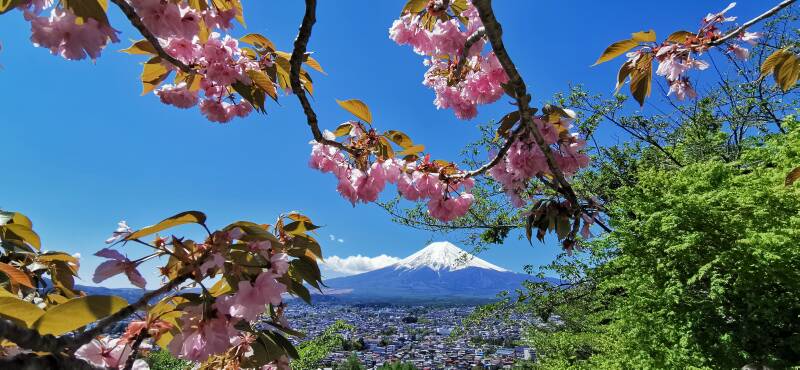 Kirschblüte  Mt. Fuji   | www.japan-traumreisen.de