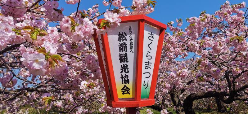 Kirschblüte Japan  | www.japan-tours.de