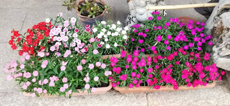 Blumen Japan | www.japan-tours.de