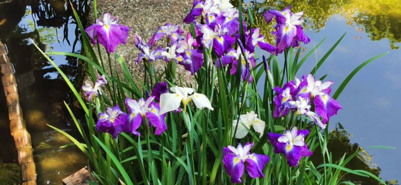 Iris Japan | www.japan-tours.de
