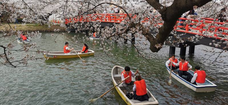 Kirschblüte  Mt. Fuji   | www.japan-traumreisen.de
