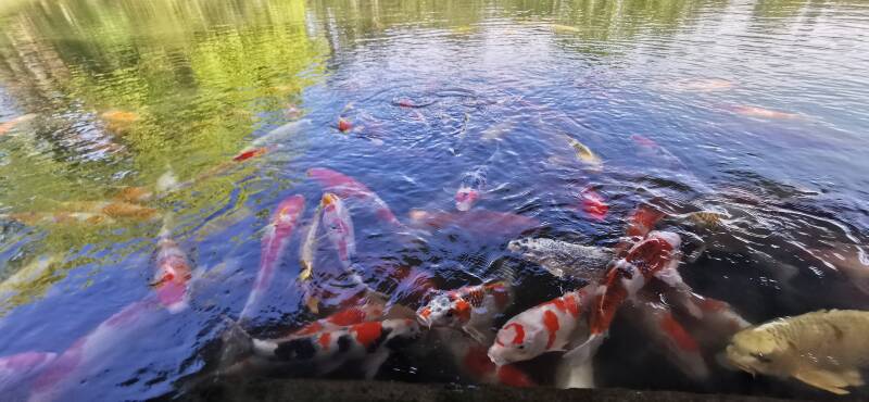 Koizucht Japan | www.japan-traumreisen.de