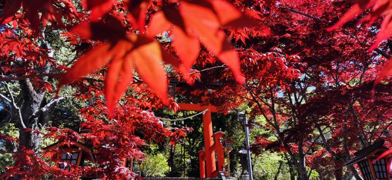 Gruppenreise Laubfärbung Japan   | www.japan-tours.de
