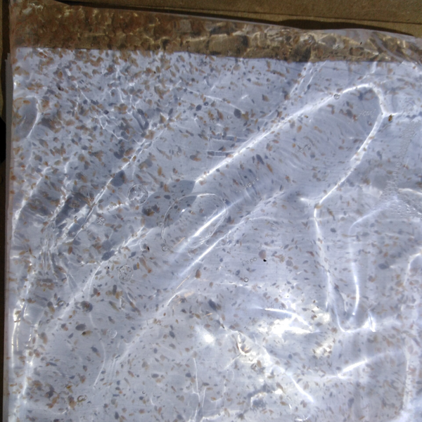 Daphnia magna