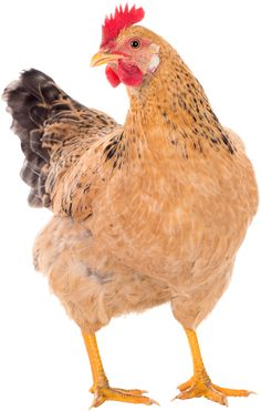 Een volwassen hen op pagina 'Wanneer hen en wanneer hun?' van Nederlands Taalbureau.