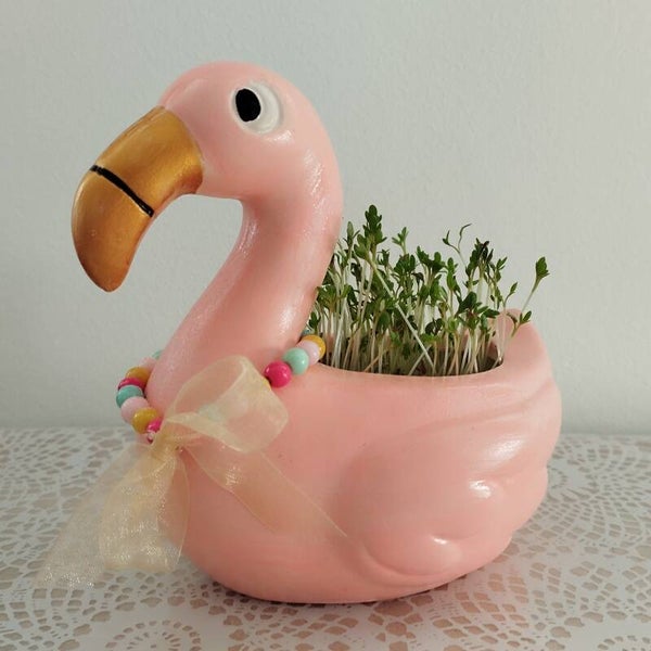 PINK LADIES & BULLEBAKKIES