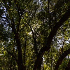 img_0117-standard-cmac41.jpg
