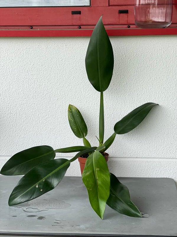 Philodendron Martianum - Flaschen Philodendron