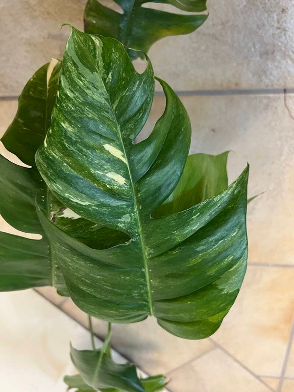 Epipremnum pinnatum variegata