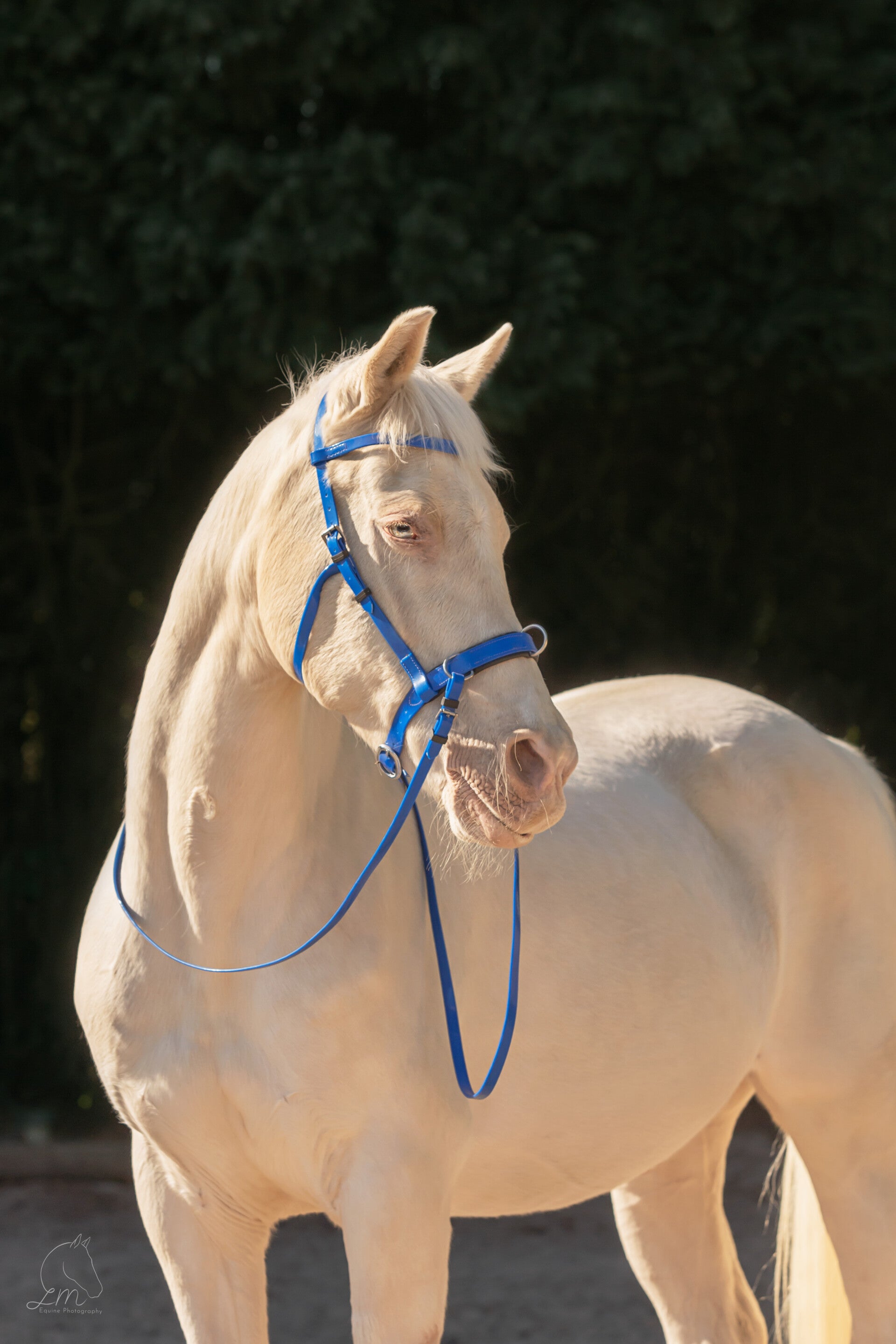 #YHR Dressage in Hand Cavesson Vegan