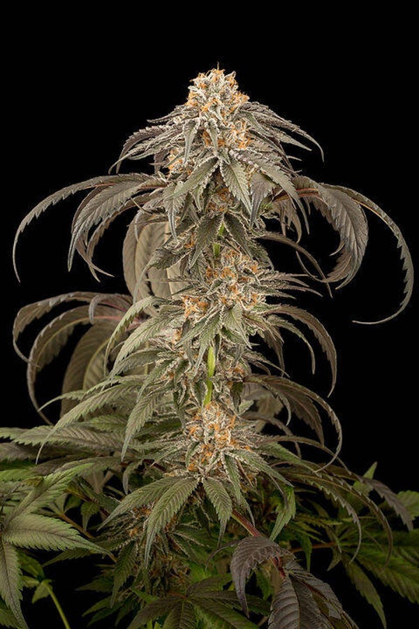 Seeds purple kush