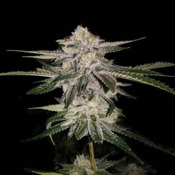 Strawberry bananas seeds ( graines)