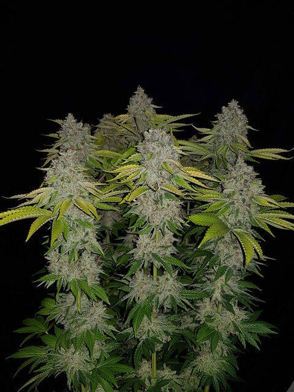 Tango seeds