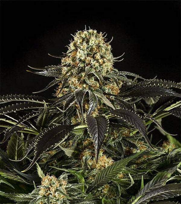 Violator Kush seeds