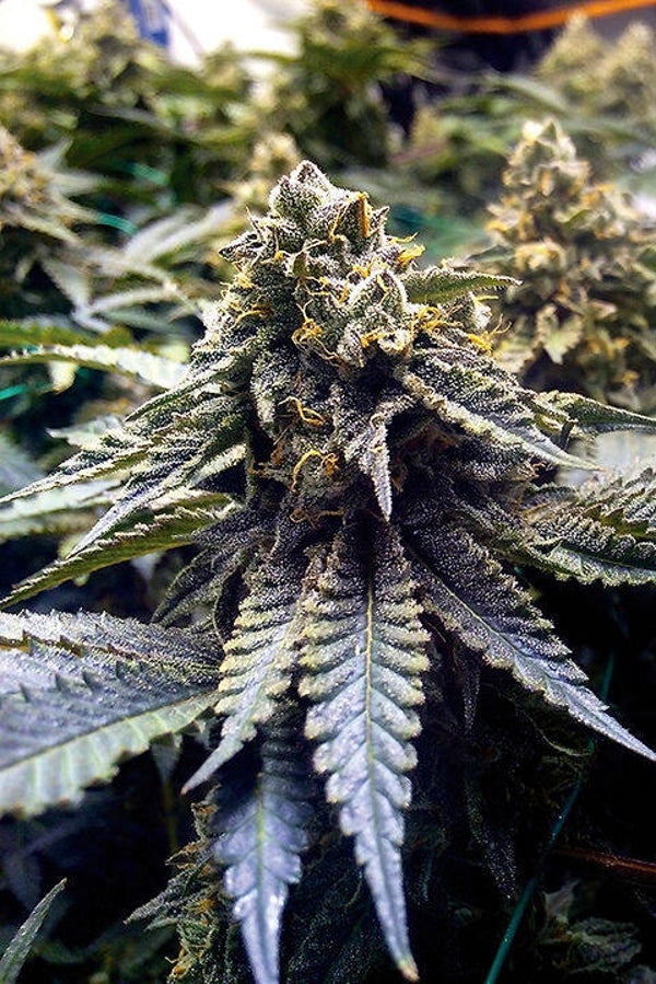 Seeds Choco mint og