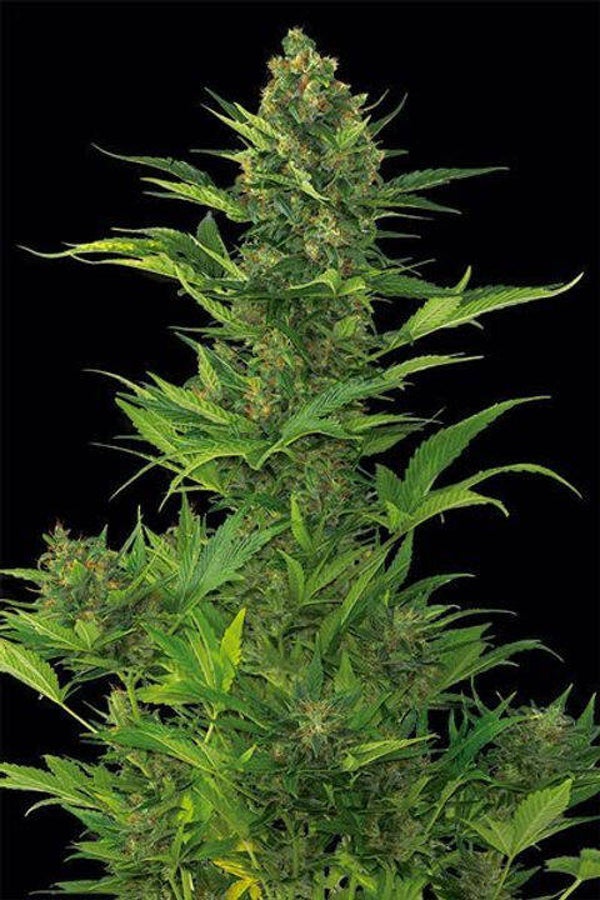 Amnesia XXL Automatique seeds