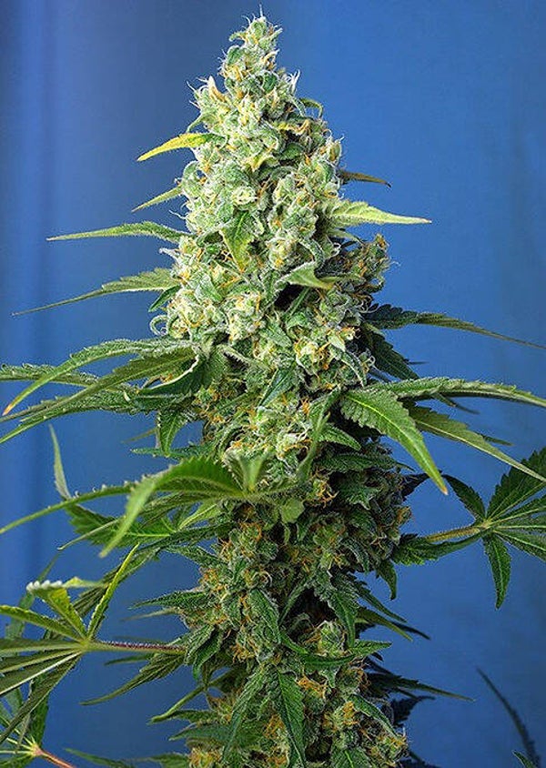 Honey Peach CBD Autofloraison seeds
