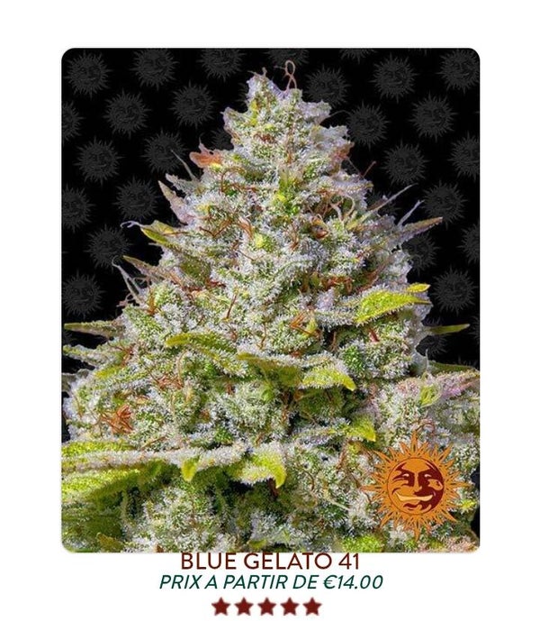 Blue Gelato 41