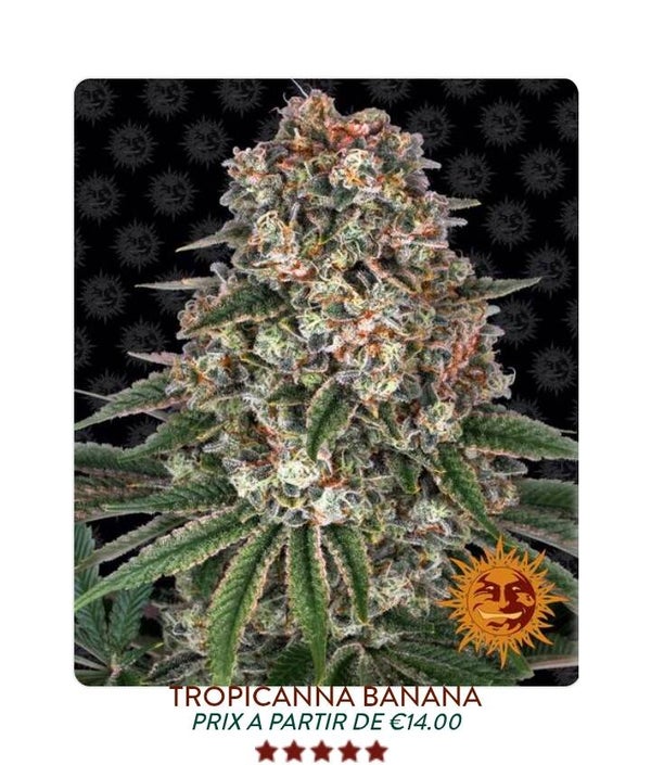 Tropicana Banana