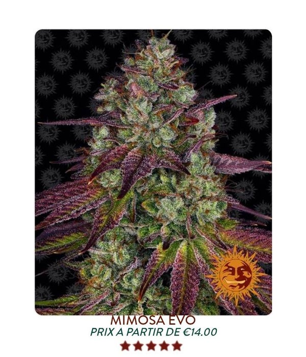 Mimosa evo