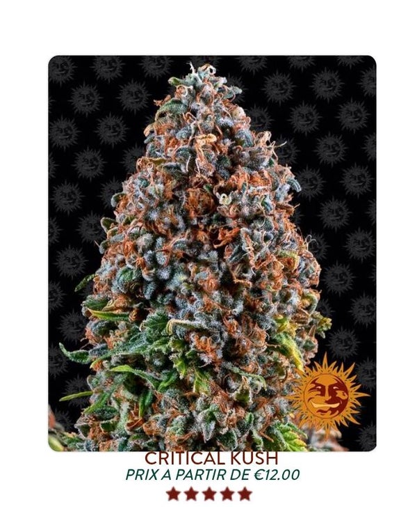 Critical kush
