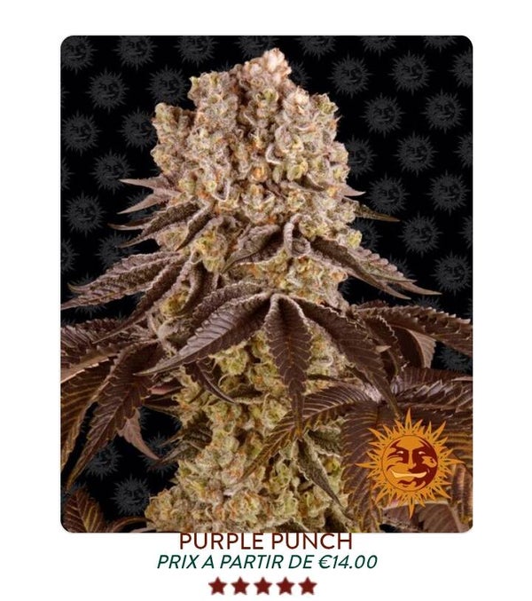 Purple punch