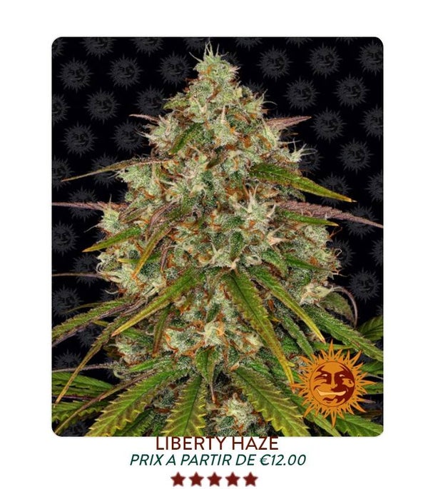 Liberté Haze
