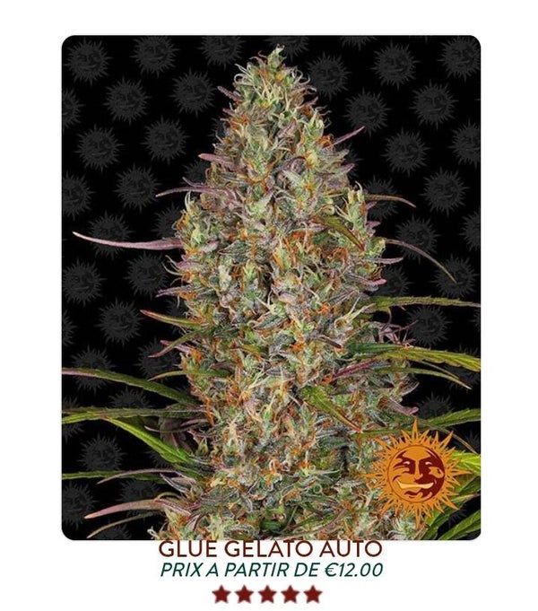 Glue Gelato auto